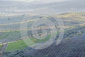 Areal view on an olive grove photo