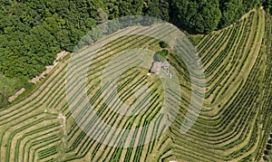 Areal view at wineyard of Morcote on lake Lugano, Switzerland