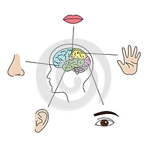 Areas of the brain responsible for human feelings