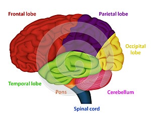 Areas of the human brain ,medical  illustration on white background