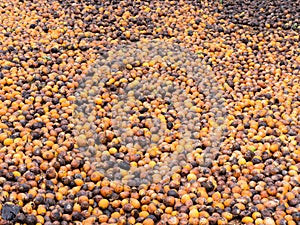 Areca or betel nuts in Mynmar