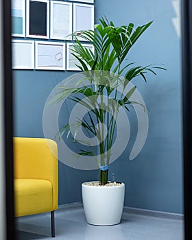 Areca Cane palm Dypsis lutescens, golden cane palm