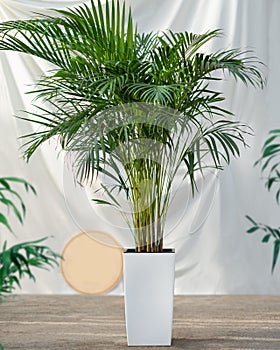 Areca Cane palm Dypsis lutescens, golden cane palm plant