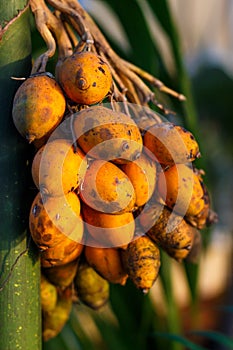 Areca catechu