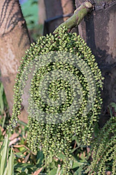 Areca catechu or betel nut is colorful in the garden.