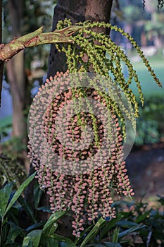 Areca catechu or betel nut is colorful in the garden.