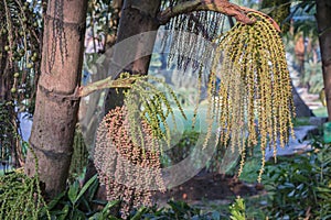 Areca catechu or betel nut is colorful in the garden.