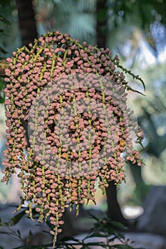 Areca catechu or betel nut is colorful in the garden.