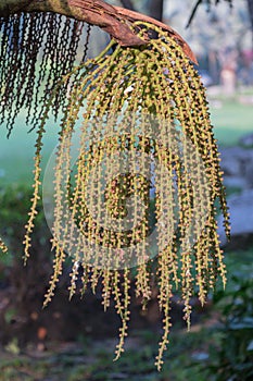 Areca catechu or betel nut is colorful in the garden.