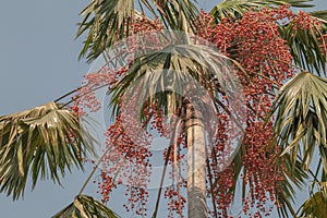 Areca catechu or betel nut is colorful in a garden.