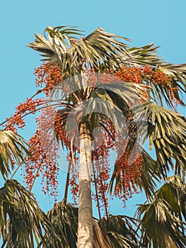 Areca catechu or betel nut is colorful in the garden.