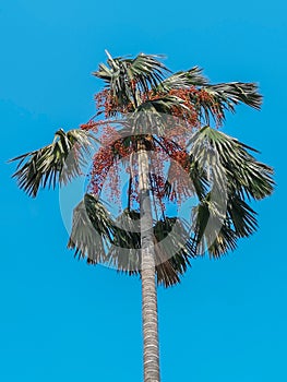 Areca catechu or betel nut is colorful in the garden.