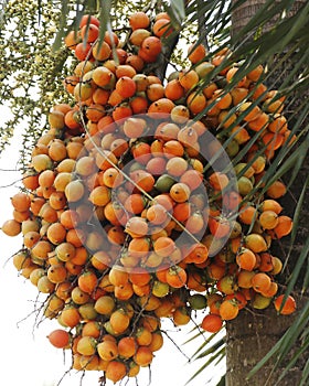 Areca catechu Common names areca nut palm, betel nut palm, Indian nut, Pinang palm and catechu.In English this palm is called the
