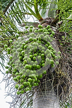 Areca catechu Areca nut palm, Betel Nuts photo