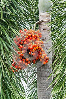 Areca catechu Areca nut palm, Betel Nuts photo