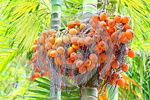 The Areca catechu nuts.