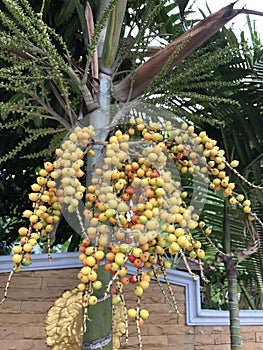 Areca catechu or Pinang palm or Betel palm tree.