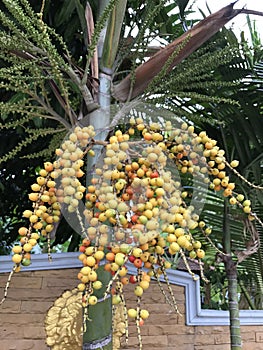 Areca catechu or Pinang palm or Betel palm tree. photo