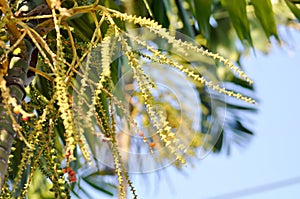 Areca nut, Areca nut palm or Areca palm or Betel nut palm or Betel Nuts or Areca catechu L or ARECACEAE or PALMAE or PALMACEAE or
