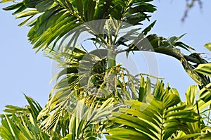 Areca nut, Areca nut palm or Areca palm or Betel nut palm or Betel Nuts or Areca catechu L or ARECACEAE or PALMAE or PALMACEAE or photo