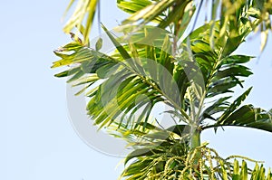 Areca nut, Areca nut palm or Areca palm or Betel nut palm or Betel Nuts or Areca catechu L or ARECACEAE or PALMAE or PALMACEAE or photo