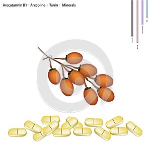 Areca Nut with Arecatannin B1, Arecoline and Tanin