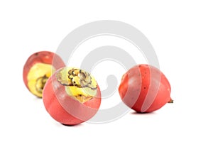 Areca nut white background in studio photo