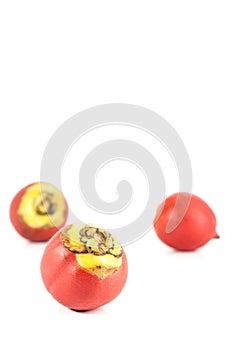 Areca nut white background in studio photo