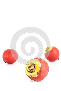 Areca nut white background in studio photo