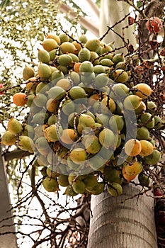 Areca nut at garden