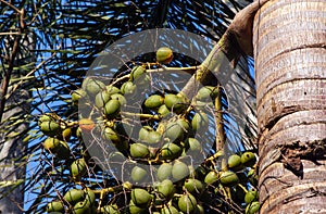 Areca nut palm, Betel Nuts, Betel palm Areca catechu hanging on its tree