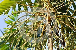 Areca nut, Areca nut palm or Areca palm or Betel nut palm or Betel Nuts or Areca catechu L or ARECACEAE or PALMAE or PALMACEAE or photo