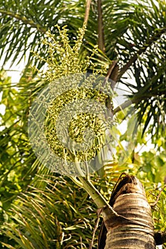 Areca nut palm fruits, Betel Nuts, Betel palm (Areca catechu) hanging on its tree