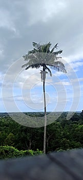 The areca nut tree on the arai hill stands firmly in the afternoon