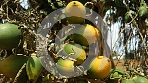 Areca nuts in an areca tree || betal nuts in tree