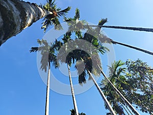 Areca palm with dense fruit