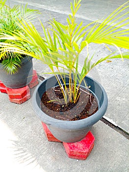 Areca palm (Dypsis lutescens) or golden cane, yellow palm, butterfly palm, or bamboo palm. Tropical foliage