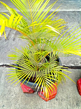 Areca palm (Dypsis lutescens) or golden cane, yellow palm, butterfly palm, or bamboo palm. Tropical foliage