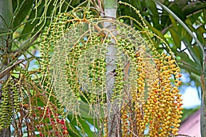 Areca palm fruits