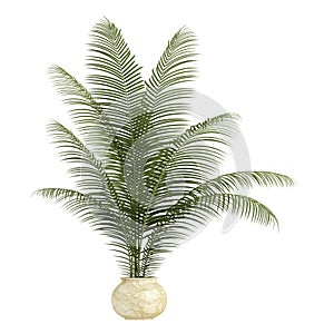 Areca palm houseplant