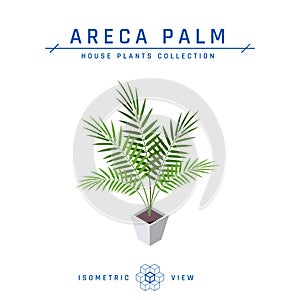 Areca palm isometric icon in flat style, vector