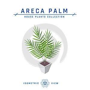Areca palm isometric icon in flat style, vector