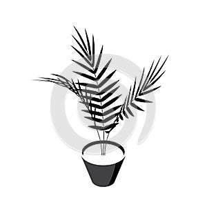 Areca palm isometric icons in flat style, vector