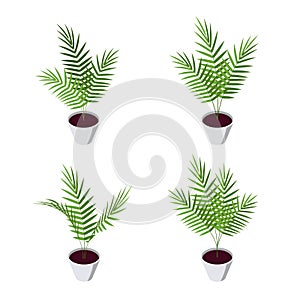 Areca palm isometric icons in flat style, vector