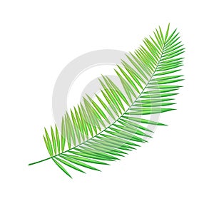 Areca Palm Leaf Icon Closeup Vector Illustration