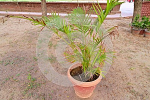 Areca palm in the park