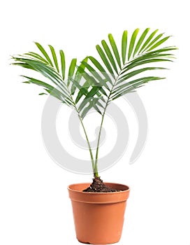 Areca palm in a pot isolated on white.