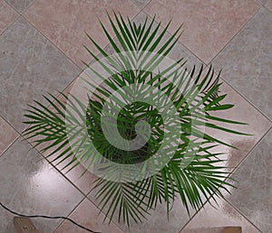 Areca palm, potted plant dypsis lutescens, ornamental plant, golden cane palm