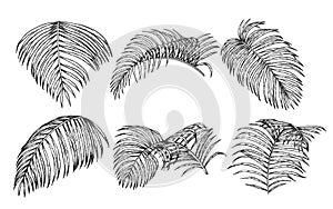 Areca palm sketch by hand drawing