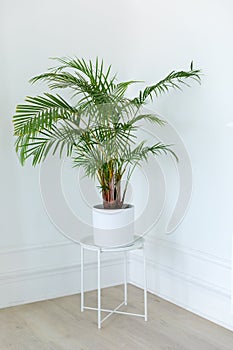 Areca Palm tree Decorative. Dypsis lutescens plant in pot. Chamaedorea green large palm tree in flowerpot on floor.